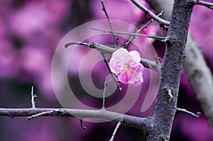 China's beautiful plum