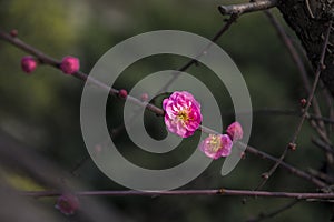 China's beautiful plum