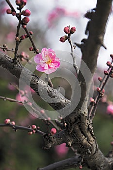 China's beautiful plum