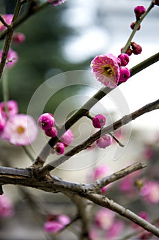 China's beautiful plum