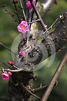 China's beautiful plum