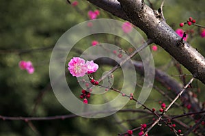 China's beautiful plum