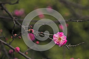 China's beautiful plum