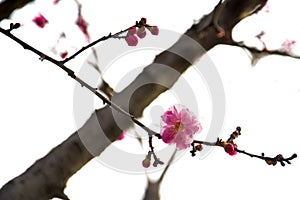 China's beautiful plum