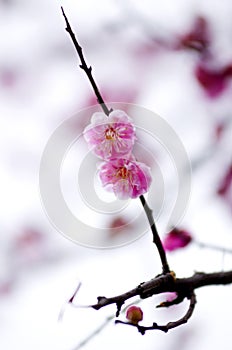 China's beautiful plum