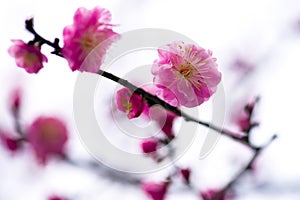 China's beautiful plum