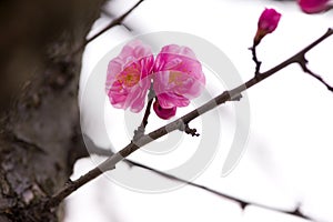 China's beautiful plum