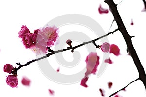 China's beautiful plum