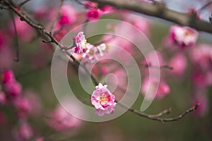 China's beautiful plum