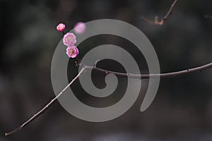 China's beautiful plum