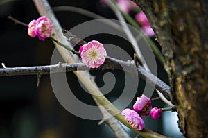 China's beautiful plum