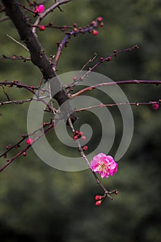 China's beautiful plum