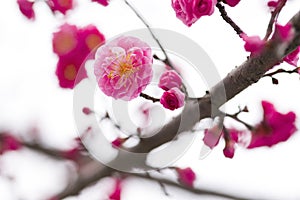 China's beautiful plum