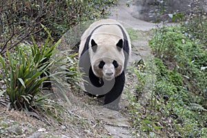 China`s unique animal panda