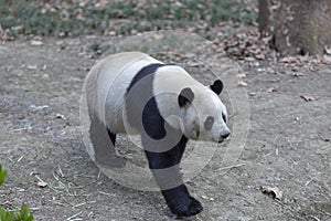 China`s unique animal panda