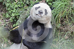 China`s unique animal panda