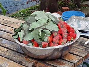 China Sichuan Chengdu Fresh Farm Fruit Strawberries Strawberry Berries Berry Snack Cultural Intangible Heritage Food Cuisine Style