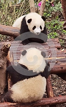 China Sichuan Chengdu Research Base of Giant Panda Breeding Outdoor Fresh Bamboo Shoot Baby Pandas Toddlers Sleeping Marshmallow