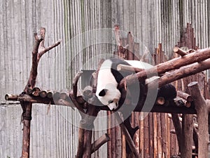 China Sichuan Chengdu Research Base of Giant Panda Breeding Outdoor stretching long neck panda giraffe bamboo forest baby pandas