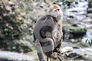 China Sichuan Emei Mountain Monkey