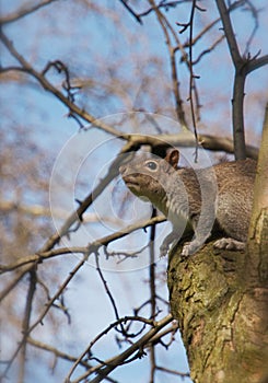 A China squirrel on the tree in Stalin park