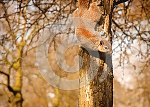 A China squirrel on the tree in Stalin park