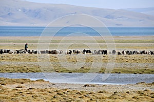 China, Tibet. Cattle grazing on the store of the lake Ngangtse Nganga Tso 4690 m in June