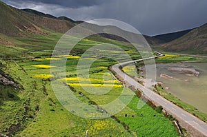 China Tibet Zuogong flowers