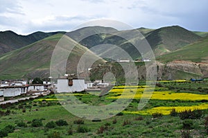 China Tibet Zuogong village flowers