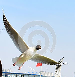 China Yunnan Kunming Tien Lake Dianchi Flying Wild Seagulls Feeding Sunny Blue Sky Birds Ocean Migration Warm Weather Springtime