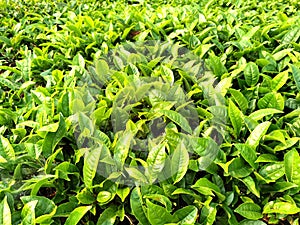 China Yunnan Tea Plantation Pu`er chinese tea farm Puerh cha crops raw organic wild green leaves fresh harvest food shortage