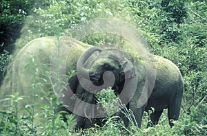 CHINA YUNNAN XISHUANGBANNA ELEPHANT TRAINING