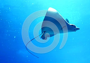 China Zhuhai Hengqin Chimelong Ocean Kingdom Searays Stingray Aquarium Devil Fish Water Marine Life Ocean Deepwater Underwater UFO