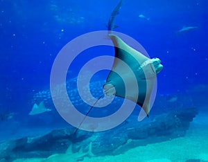 China Zhuhai Hengqin Chimelong Ocean Kingdom Searays Stingray Aquarium Devil Fish Water Marine Life Ocean Deepwater Underwater UFO