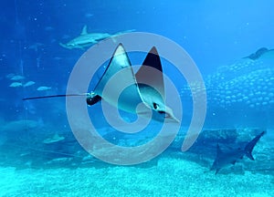 China Zhuhai Hengqin Chimelong Ocean Kingdom Searays Stingray Aquarium Devil Fish Water Marine Life Ocean Deepwater Underwater UFO