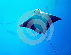China Zhuhai Hengqin Chimelong Ocean Kingdom Searays Stingray Aquarium Devilfish Deep Water Marine Life Ocean Manta Underwater UFO