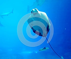 China Zhuhai Hengqin Chimelong Ocean Kingdom Searays Stingray Aquarium Devilfish Manta Marine Life Ocean Deepwater Underwater UFO