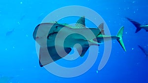 China Zhuhai Hengqin Chimelong Ocean Kingdom Tropical Fish Tank Blue Whale Shark Sea World Aquarium Marine