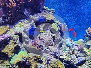 China Zhuhai Hengqin Chimelong Ocean Kingdom Tropical Fish Tank Live Coral Reef Sea World Aquarium Marine Life Diver Underwater