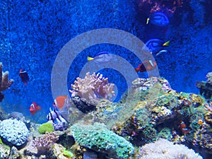 China Zhuhai Hengqin Chimelong Ocean Kingdom Tropical Fish Tank Live Coral Reef Sea World Aquarium Marine Life  Underwater Scenery