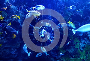 China Zhuhai Hengqin Chimelong Ocean Kingdom Tropical Fish Tank Live Coral Reef Sea World Aquarium Marine Life  Underwater Scenery