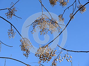 Chinaberry small fruits in clusters on leaveless branches with clear blue sky at background