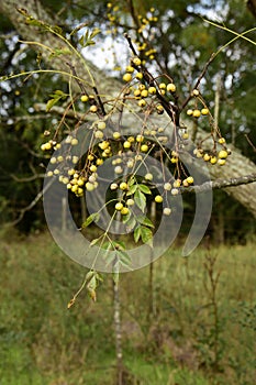 Chinaberry Tree Melia azedarach