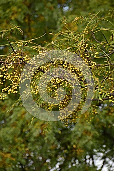 Chinaberry Tree Melia azedarach