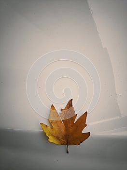 A Chinar leaf minimalistic