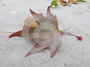 Chinar leaf red like blood