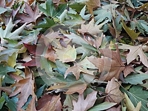 Chinar leaves