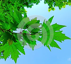 Chinar leaves bottom view