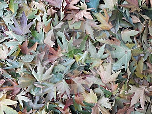 Chinar leaves of the same tree of different colours