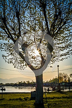 Chinar Tree, Neheru Garden, Srinagar, Jammu and Kashmir, India